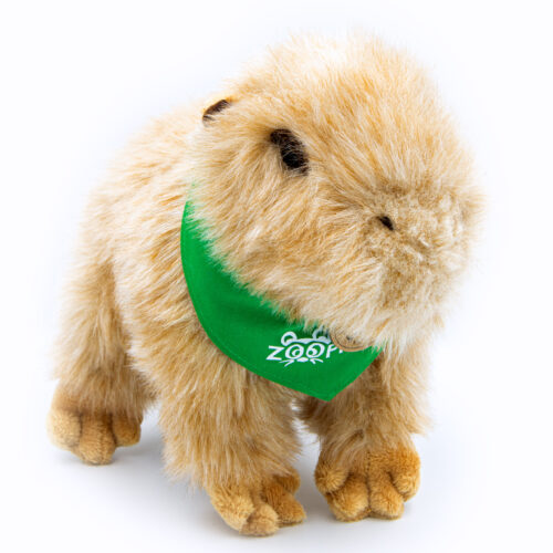 IMG_5724 Pliušinė kapibara 30 cm